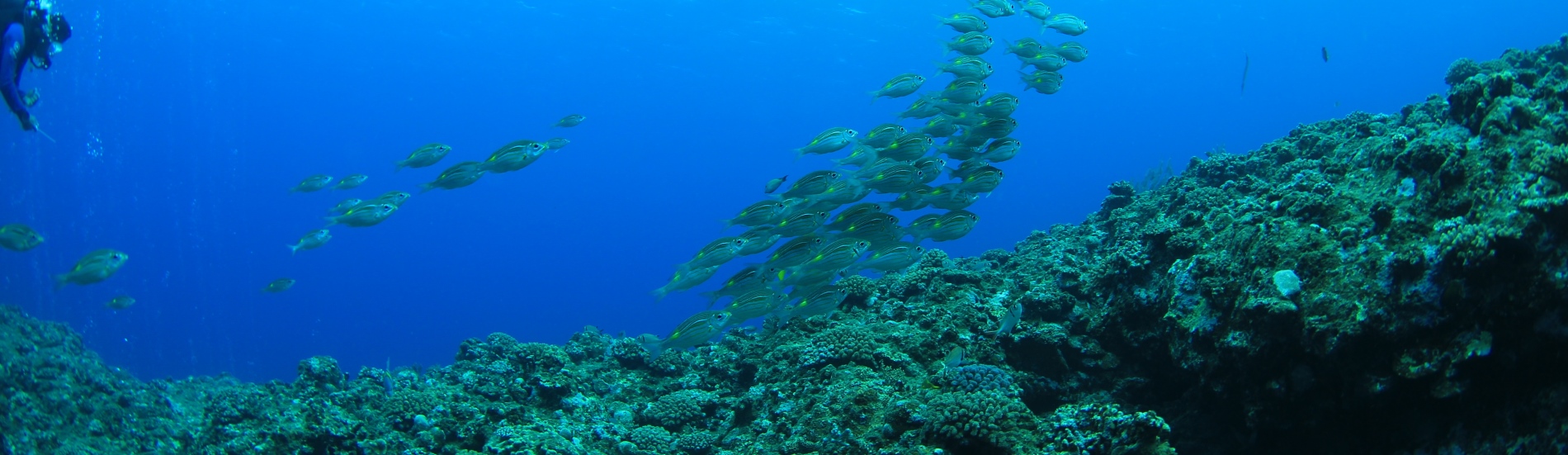 Underwater Education